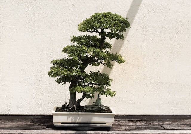 glastra-bonsai